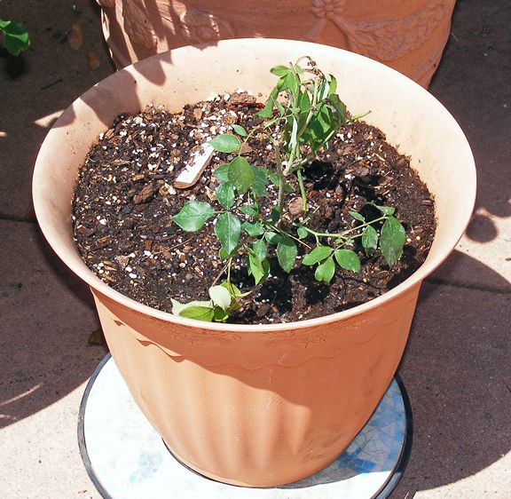 Archduke Charles photo 2013_05250036_zps0972e8a8.jpg